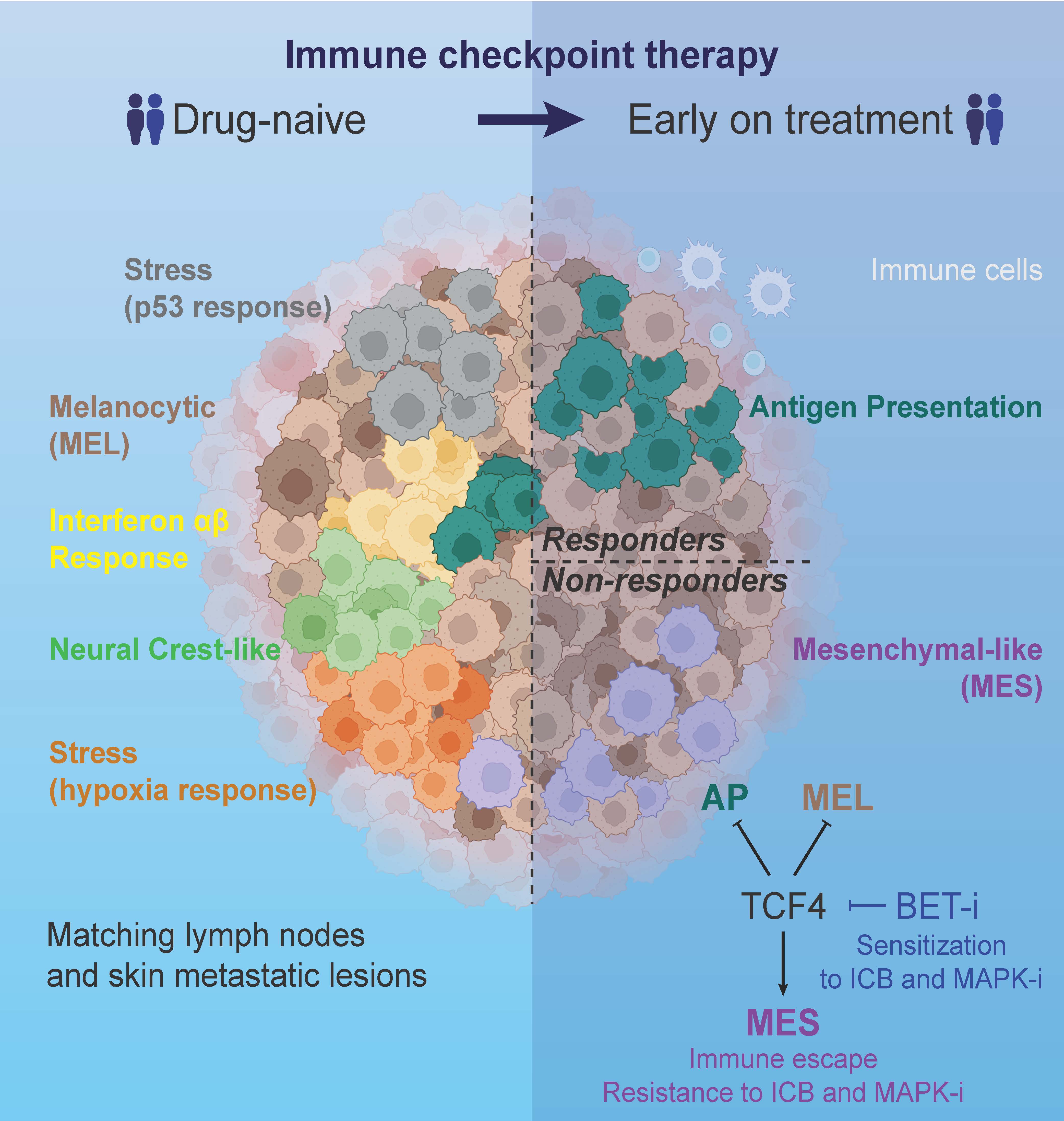 Graphical Abstract