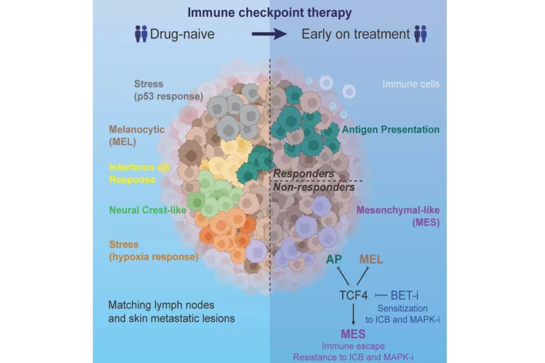 Graphical Abstract